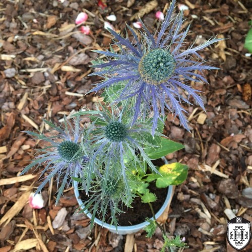 Eryngium alpinum 'Blue Jackpot' - Alpi ogaputk 'Blue Jackpot' P11/0,75L